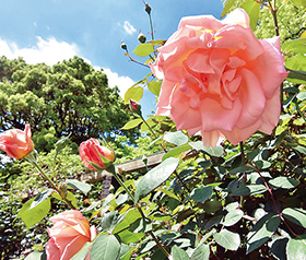 日比谷公園イメージ4